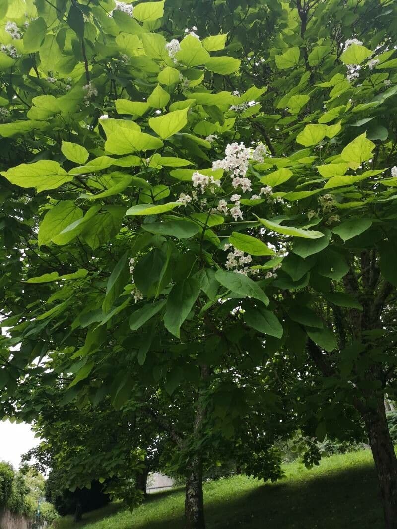 Northern catalpa 18