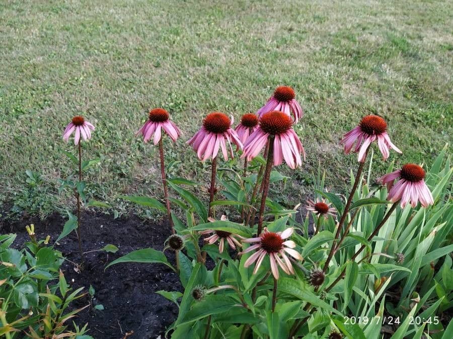 Pale echinacea 2
