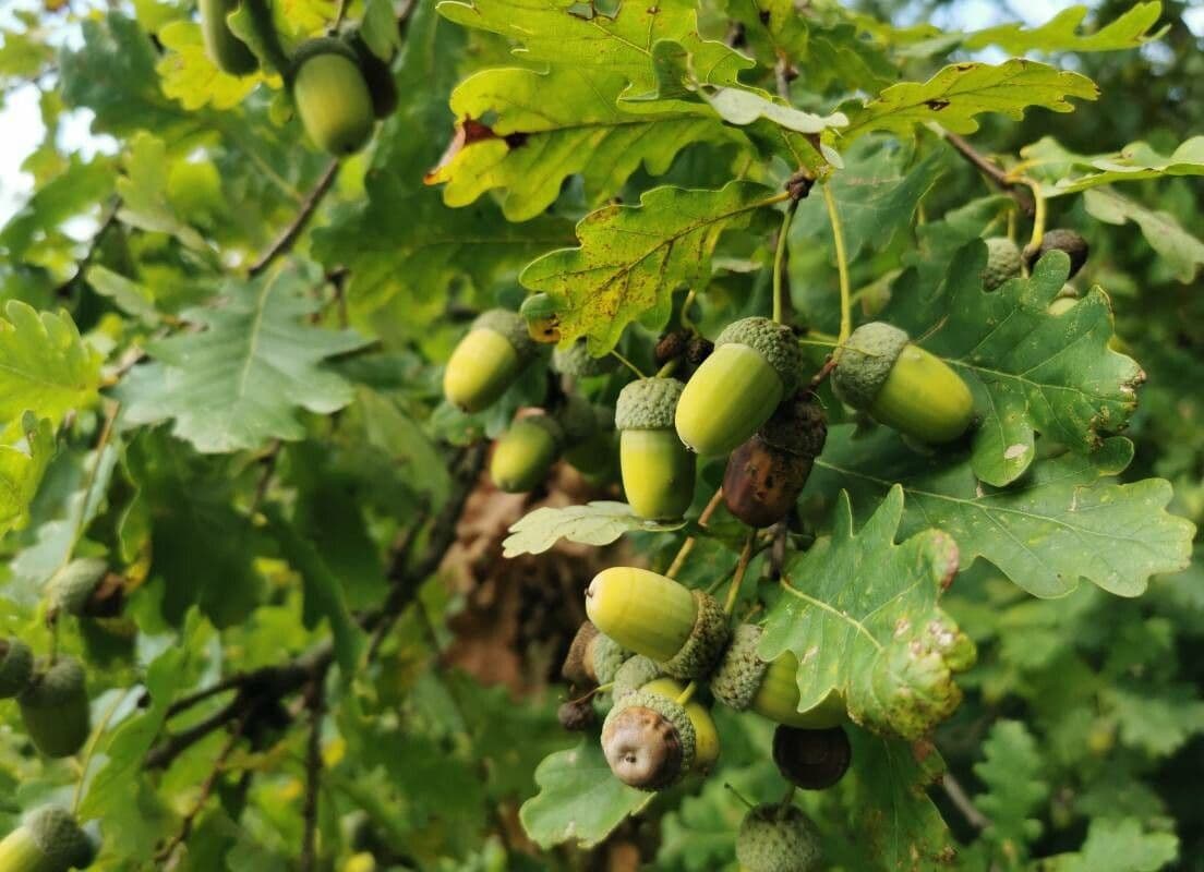 Pedunculate oak
