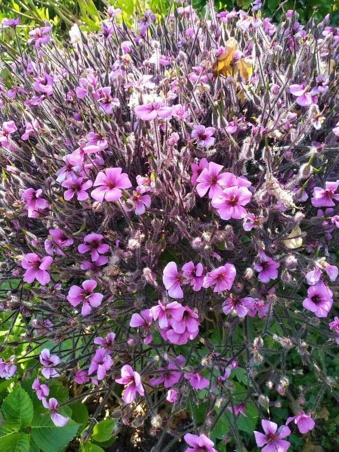 Giant herb-robert 22