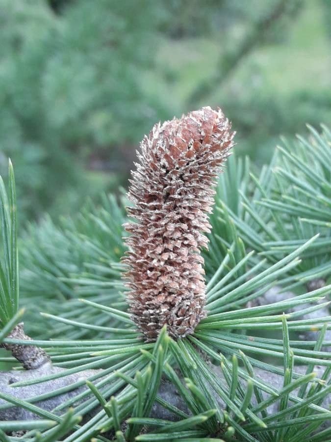 Cedar of lebanon 8