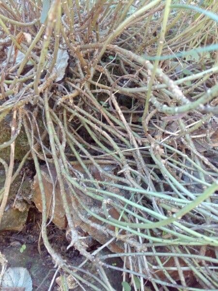 Evergreen candytuft 23