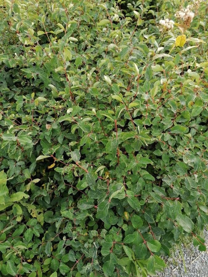 Blue honeysuckle 14
