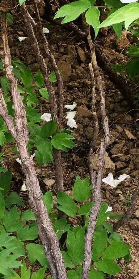 Common garden peony 23