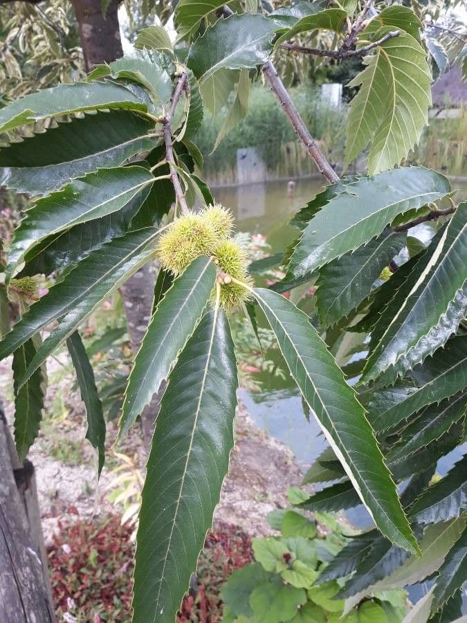 Japanese chestnut 20