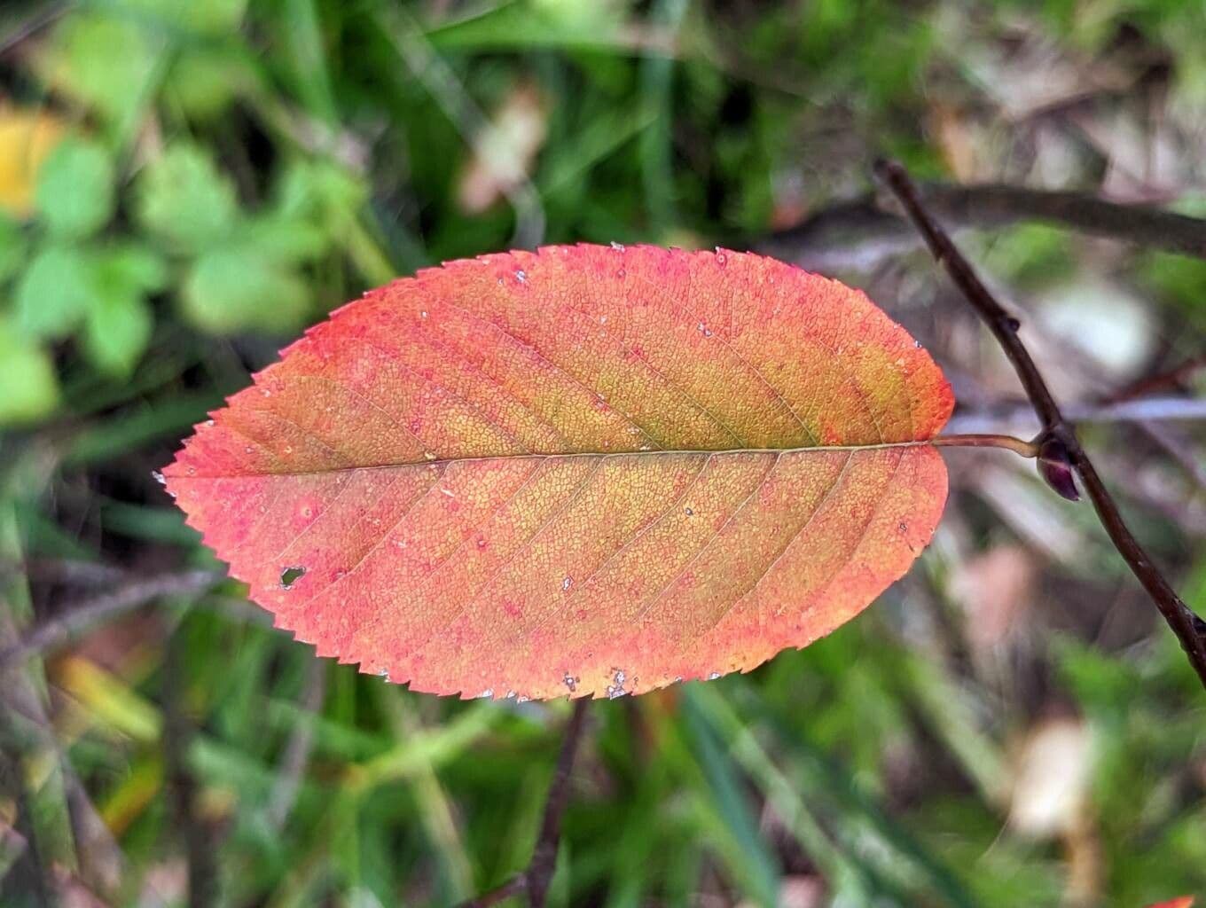 Pacific serviceberry 18