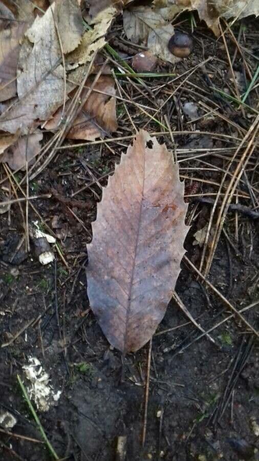 European chestnut 19