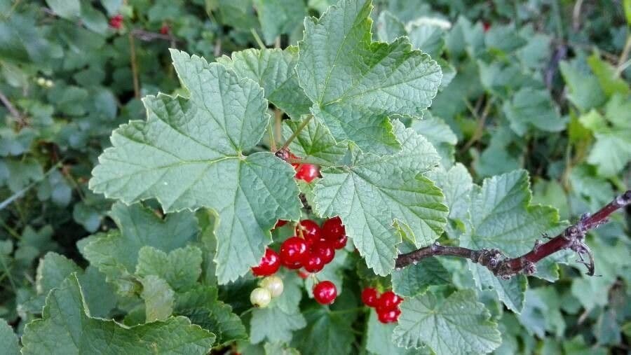 Garden currant 7