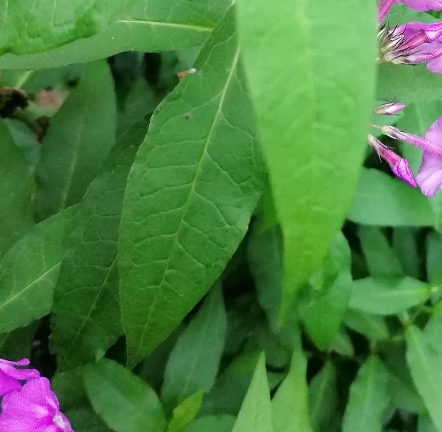 Garden phlox 17