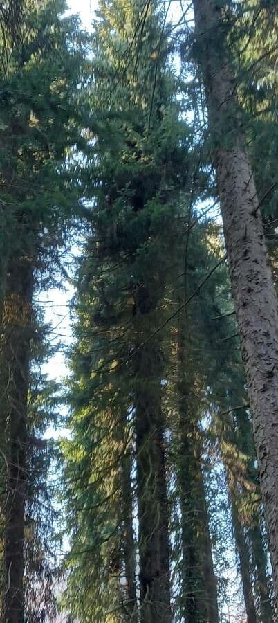 Serbian spruce 12