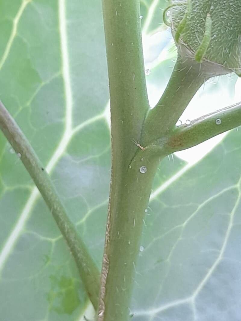 Okra 21