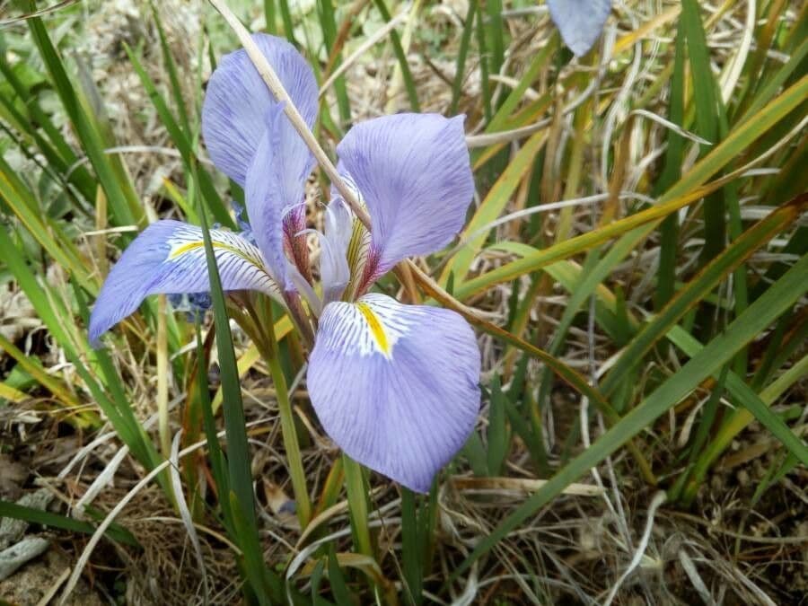 Algerian iris
