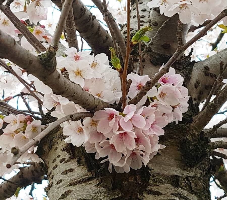 Cherry 6