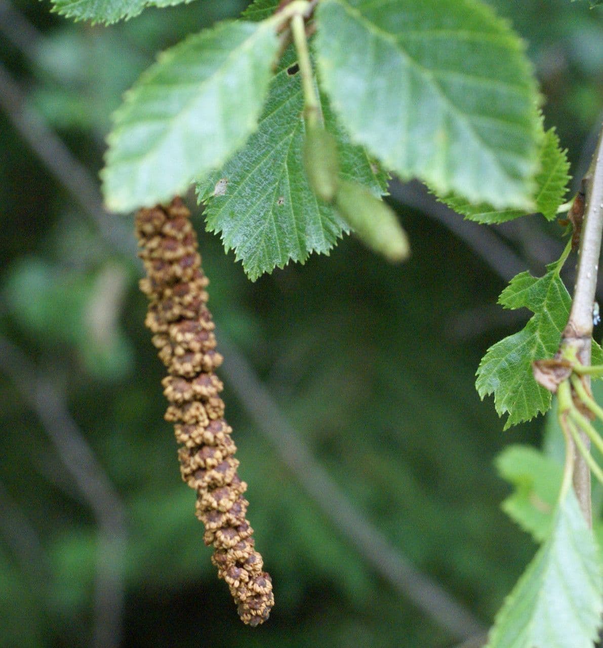 Green alder 7