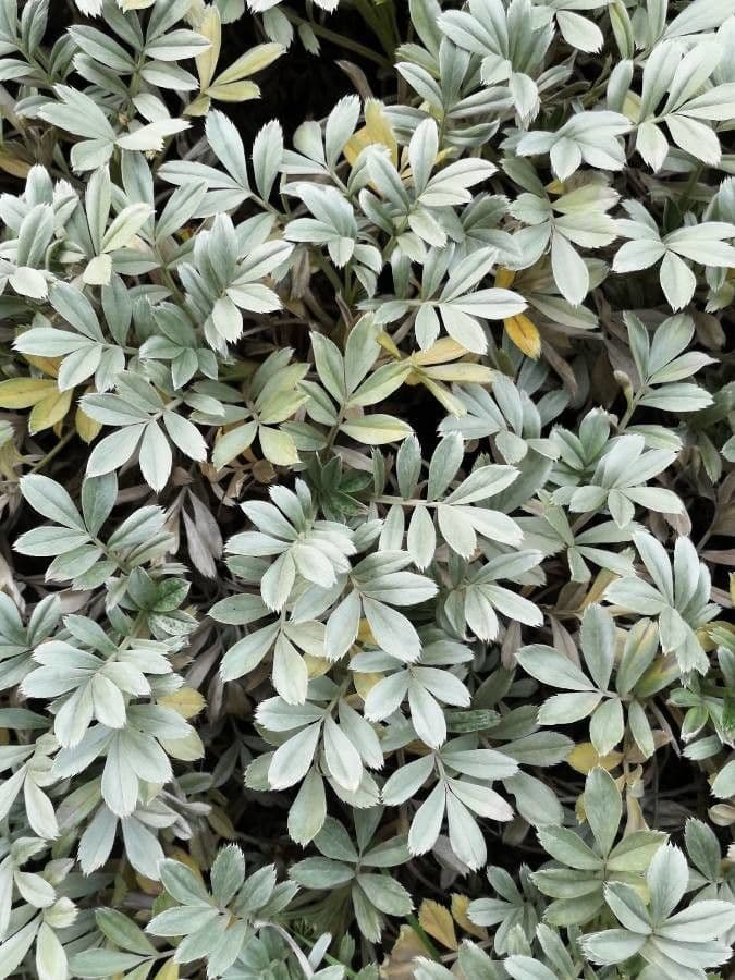 Acaena alpina
