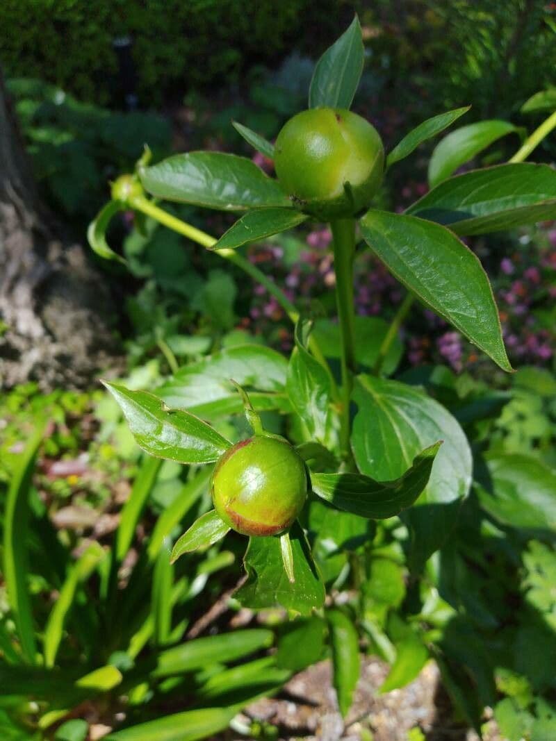 Common garden peony 3