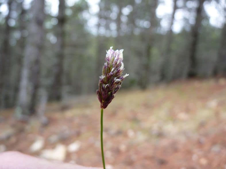 Blue moor grass 6