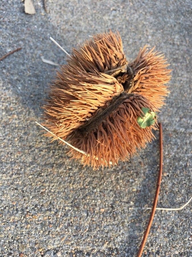 American chestnut