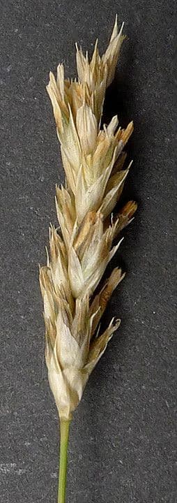 Blue moor grass 30