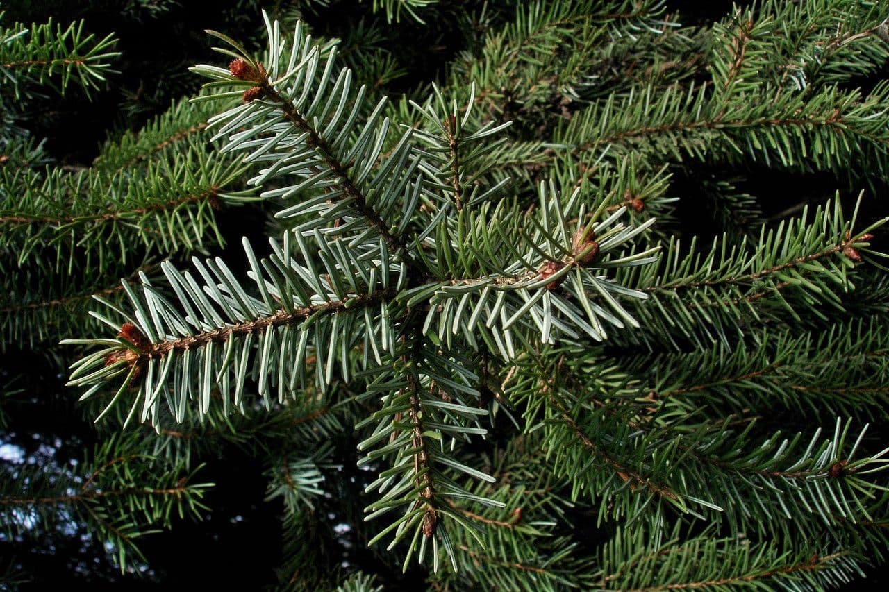 Serbian spruce 30