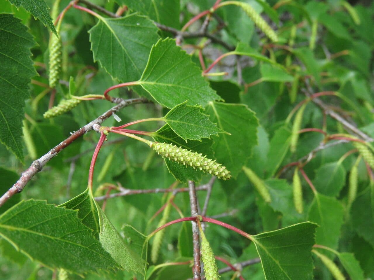 European white birch 10