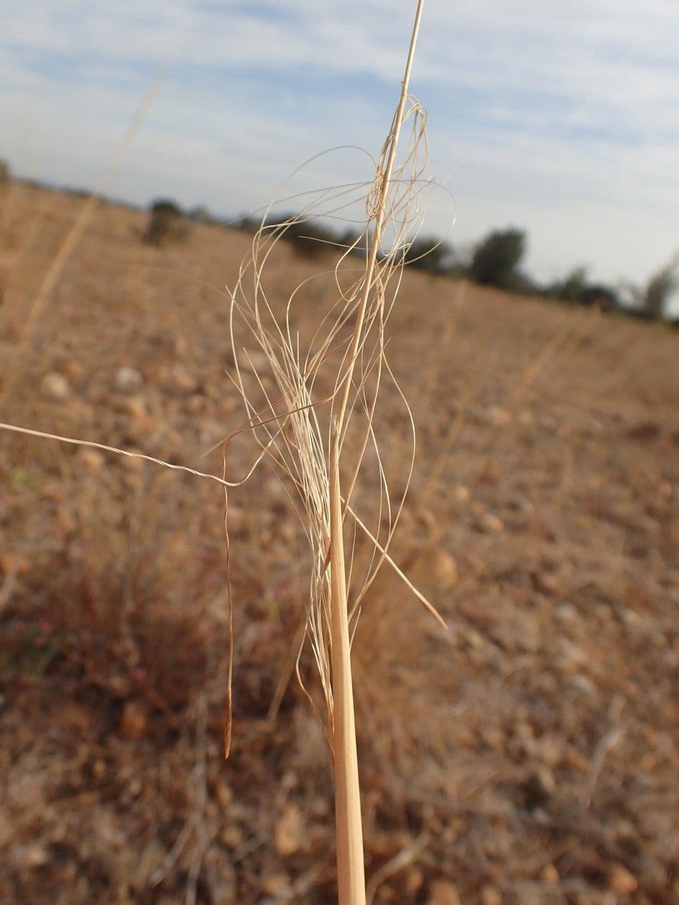 Dwarf feather grass 10