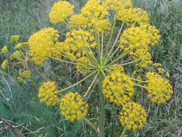 Fennel 10