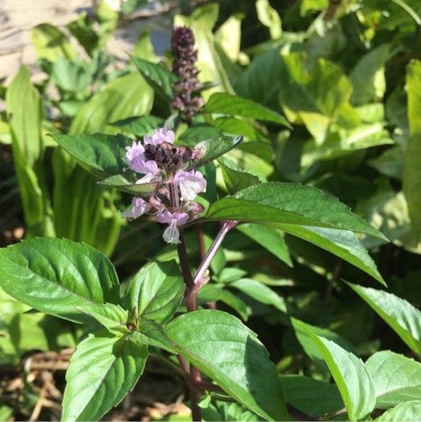 Basil 7