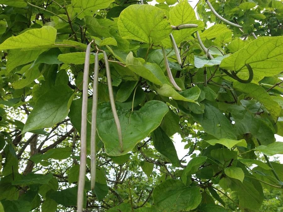 Chinese catalpa 26