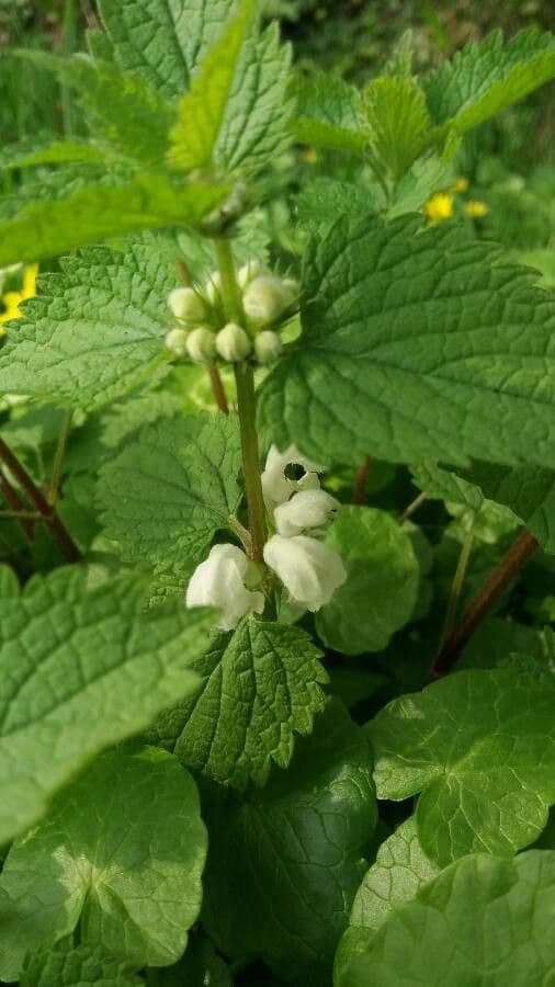 Deadnettle 12