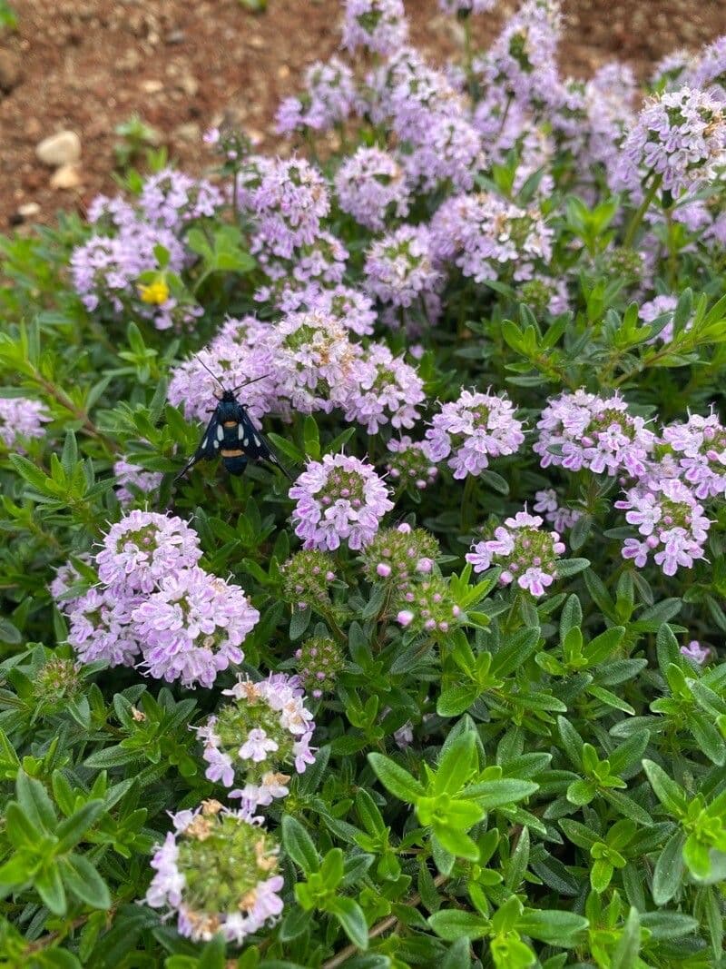 Long-stemmed thyme 14