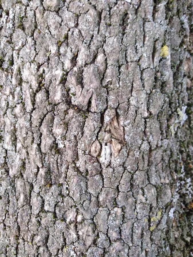 Caucasian boxwood 22