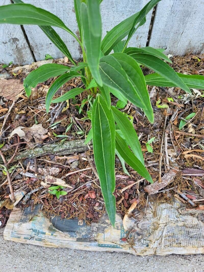 Pale echinacea 14