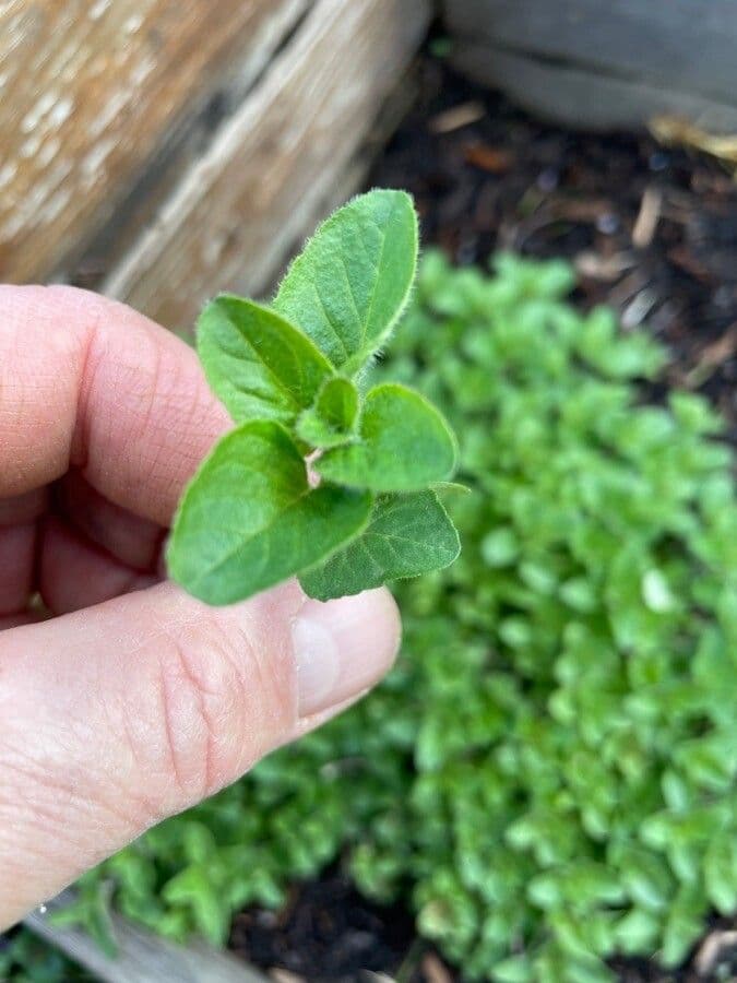 Wild marjoram 11