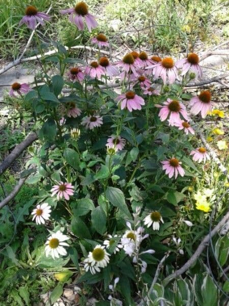 Eastern purple-coneflower 13