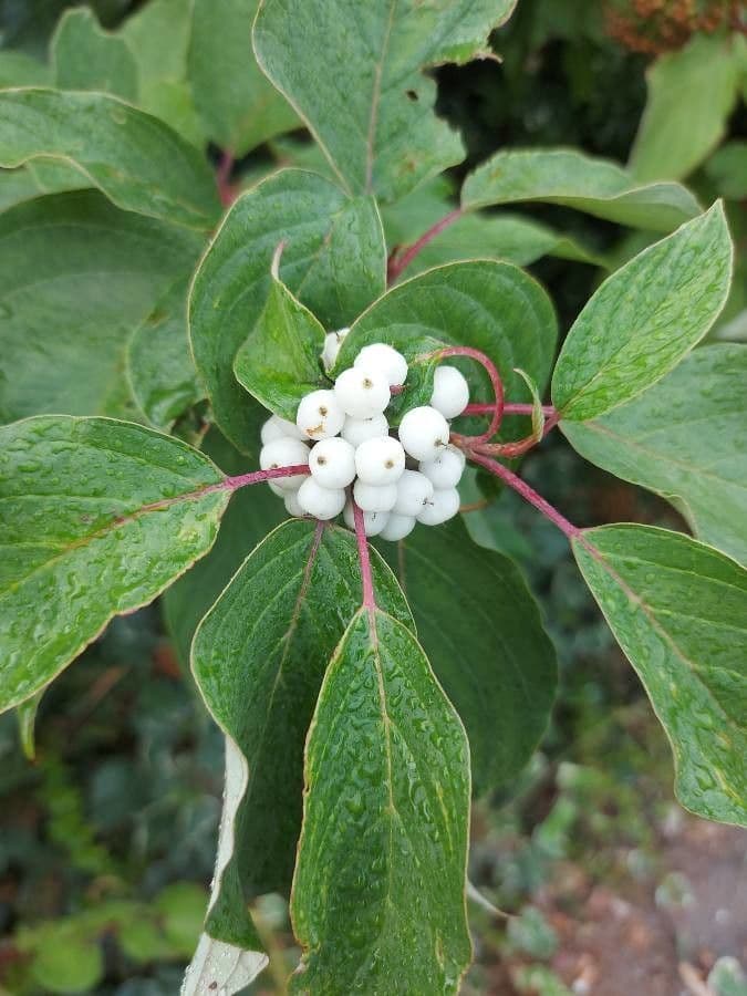 Red-osier dogwood 3
