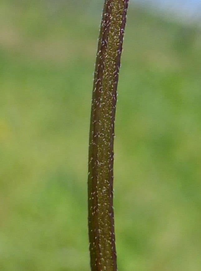 Henbit 22