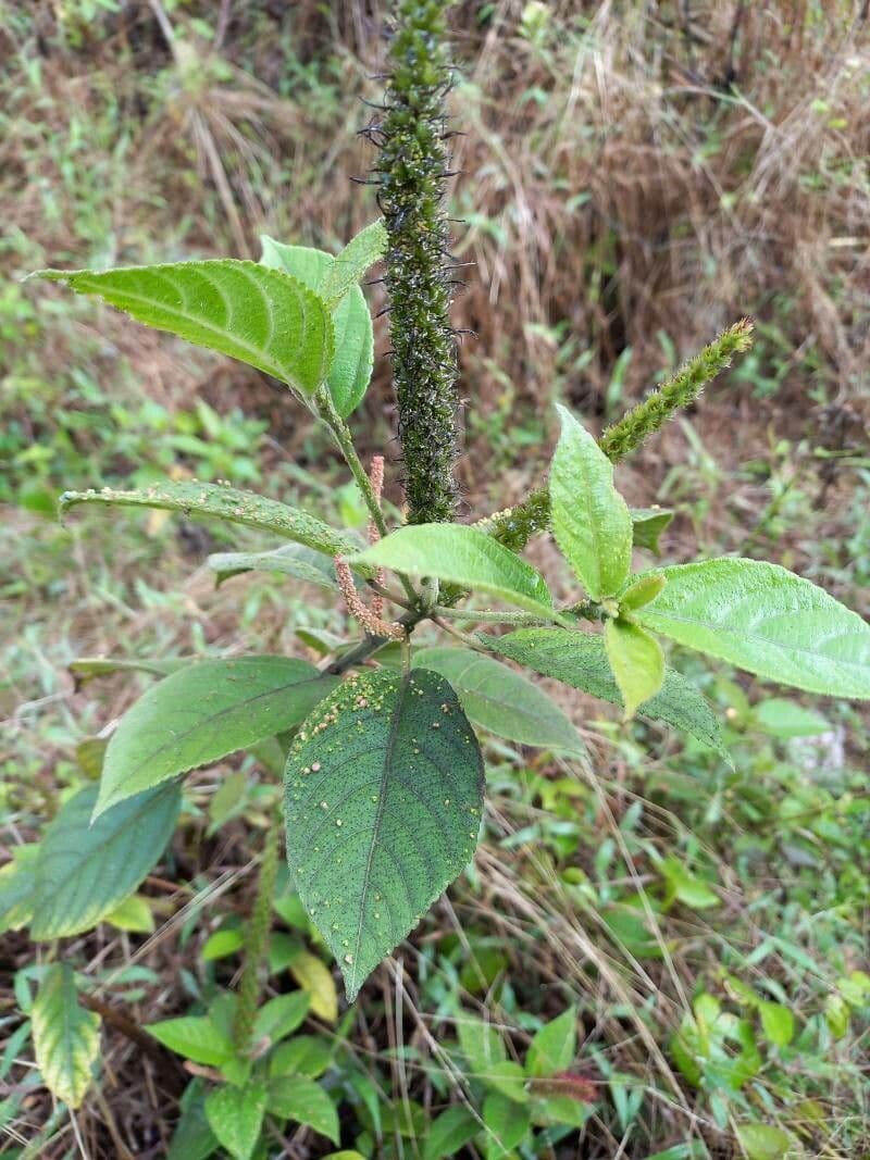 Andean alder 5