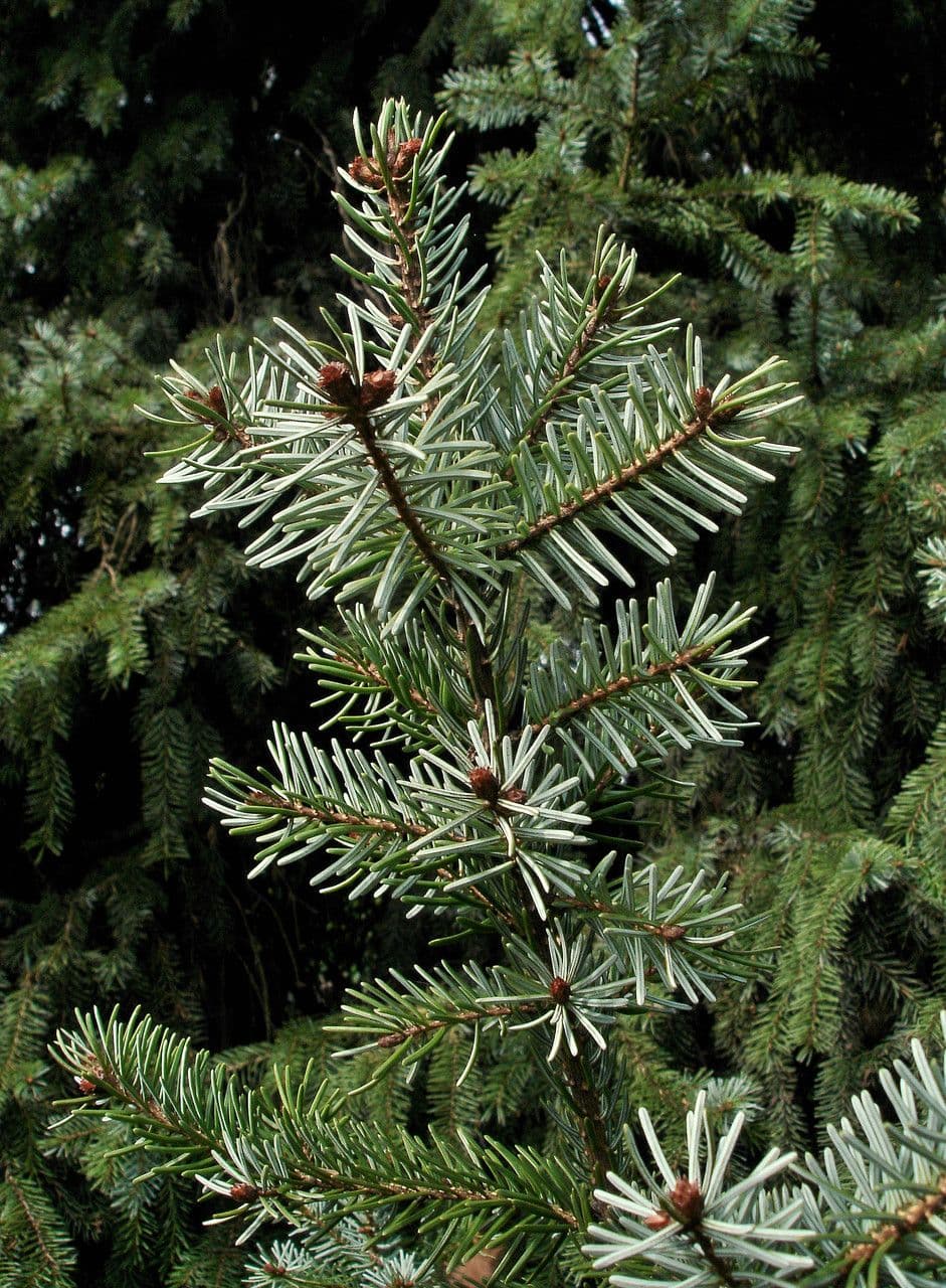 Serbian spruce 29