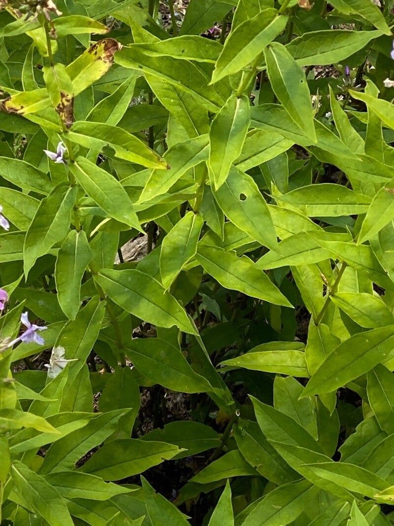 Garden phlox 19