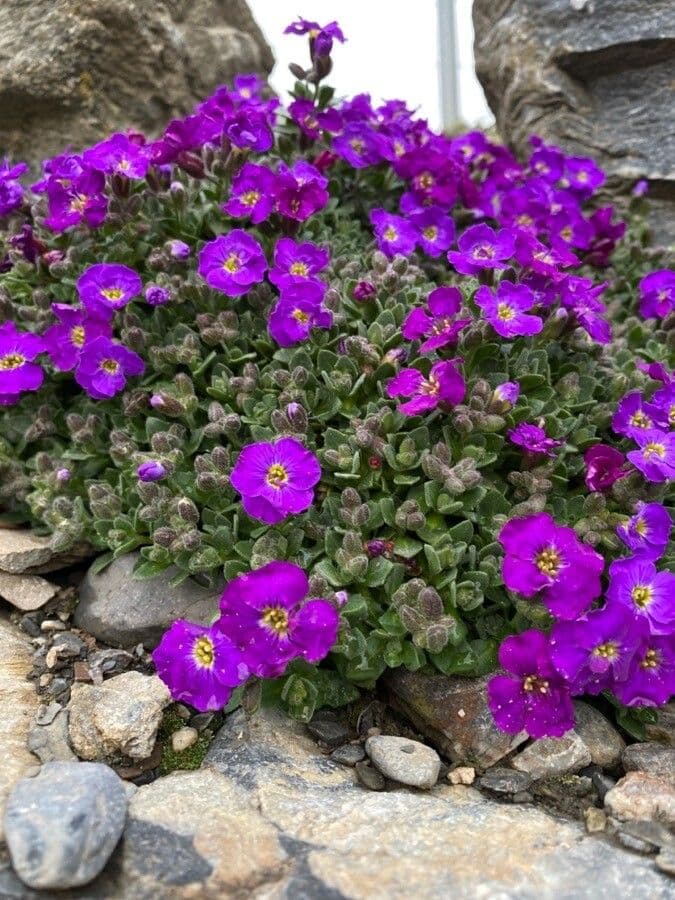 Aubretia 15