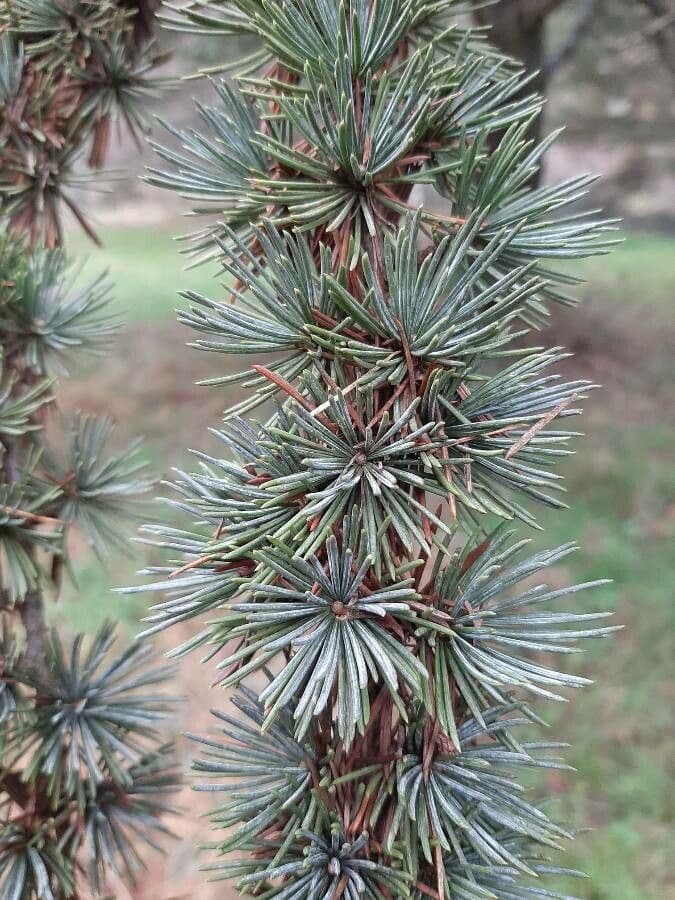 Cedar of lebanon 18
