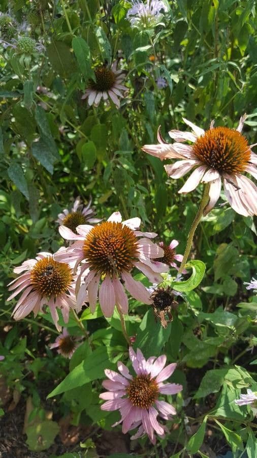 Pale echinacea 4