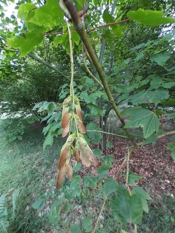 Maple