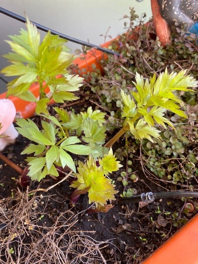 Garden lovage 12