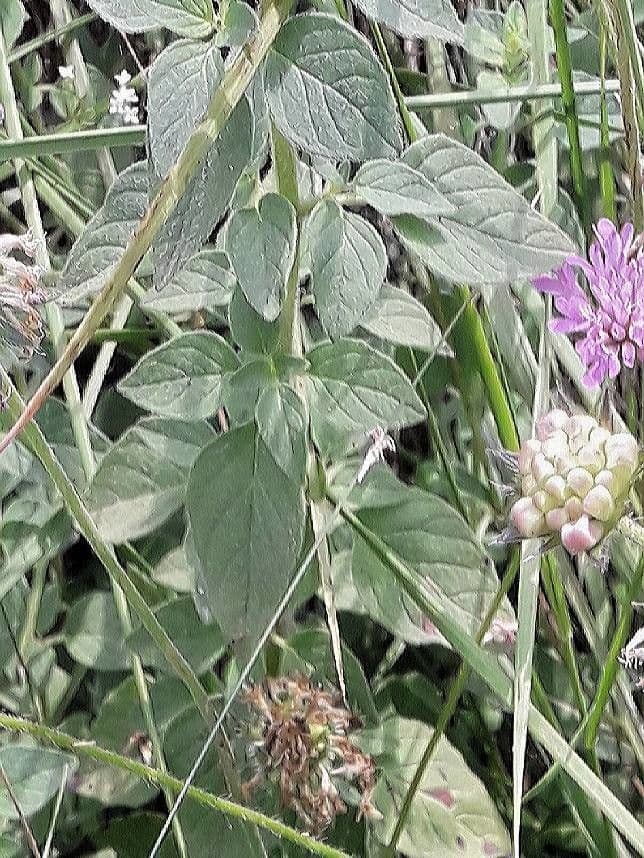 Wild marjoram 18