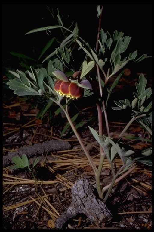 Brown's peony 9