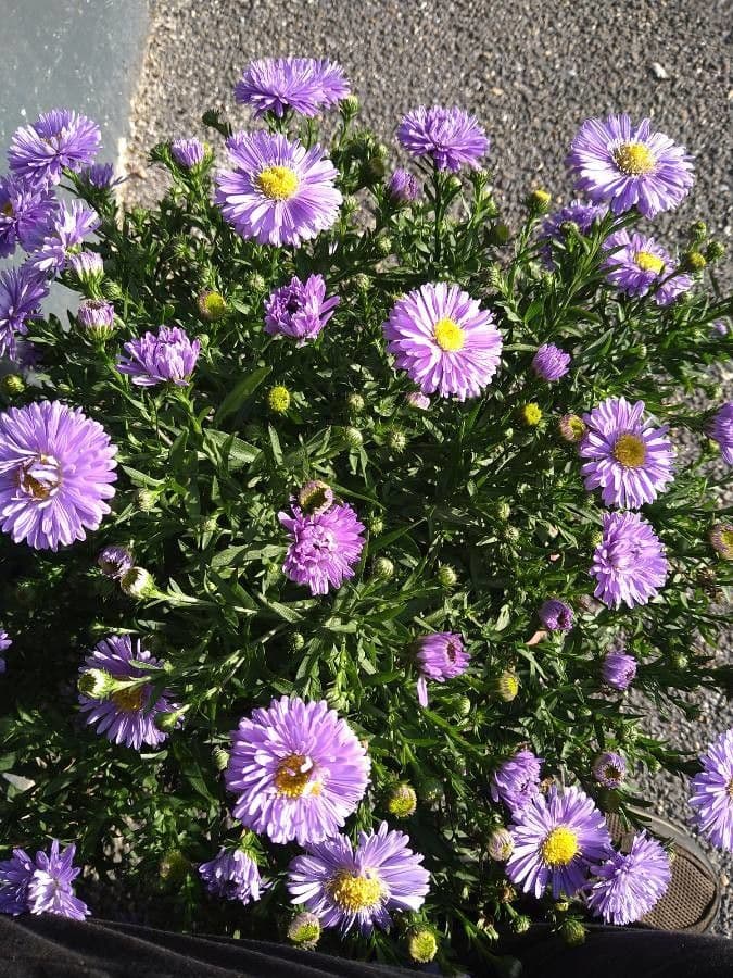 Aster 3