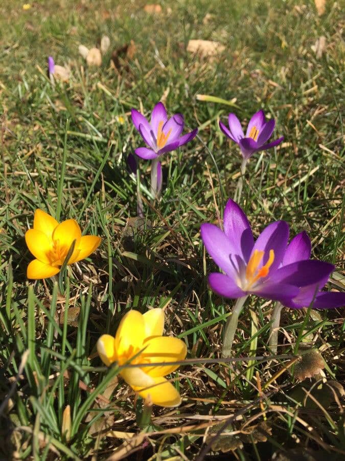 Spring crocus 14