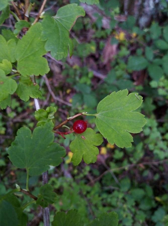 Alpine currant 5